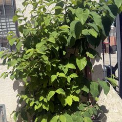 Guanábana Plant