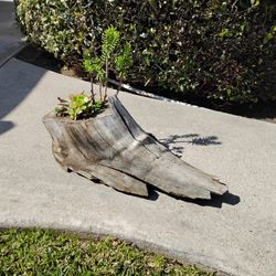 Various Succulents Growing In a Tree Stump
