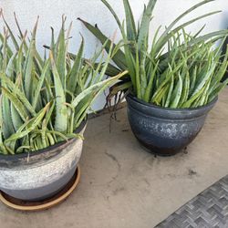 Free Mature Aloe Plants