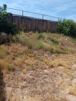 Yard Cleanup