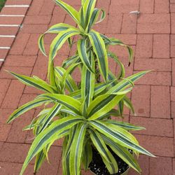 Lemon Lime Dracaena - 8" Pot
