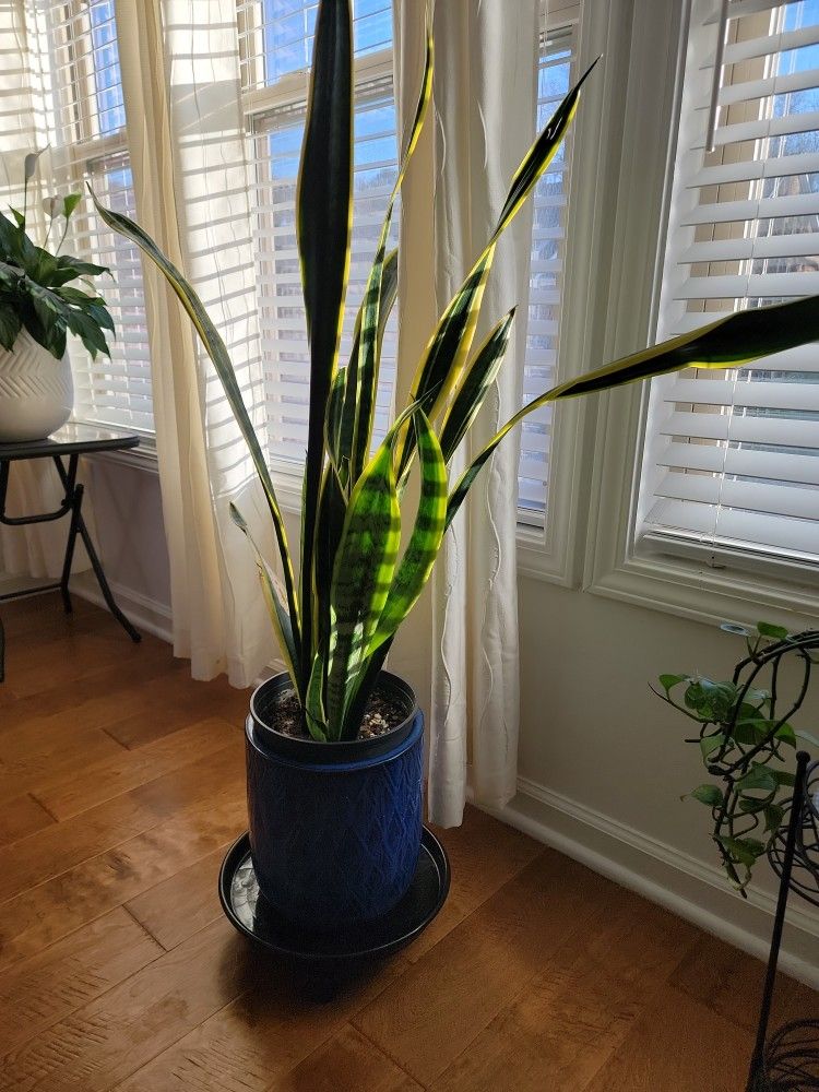 Snake Plant Without Pot