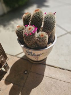 Cactus,  Succulents, plants