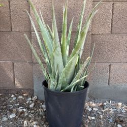 Aloe Vera Plant 