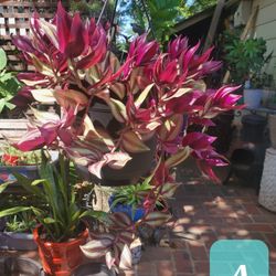 Tradescantia Zebrina aka Wandering Jew