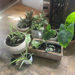 House plant lot