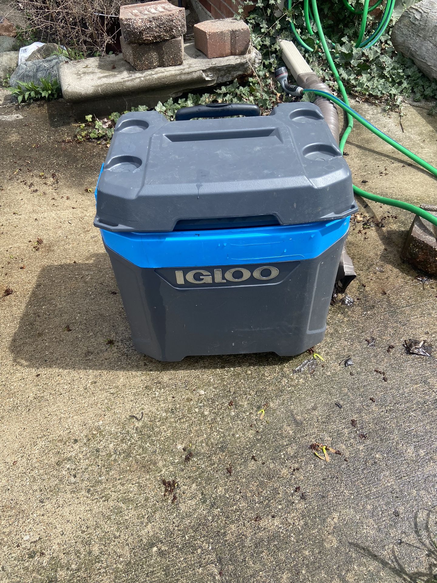 igloo cooler 