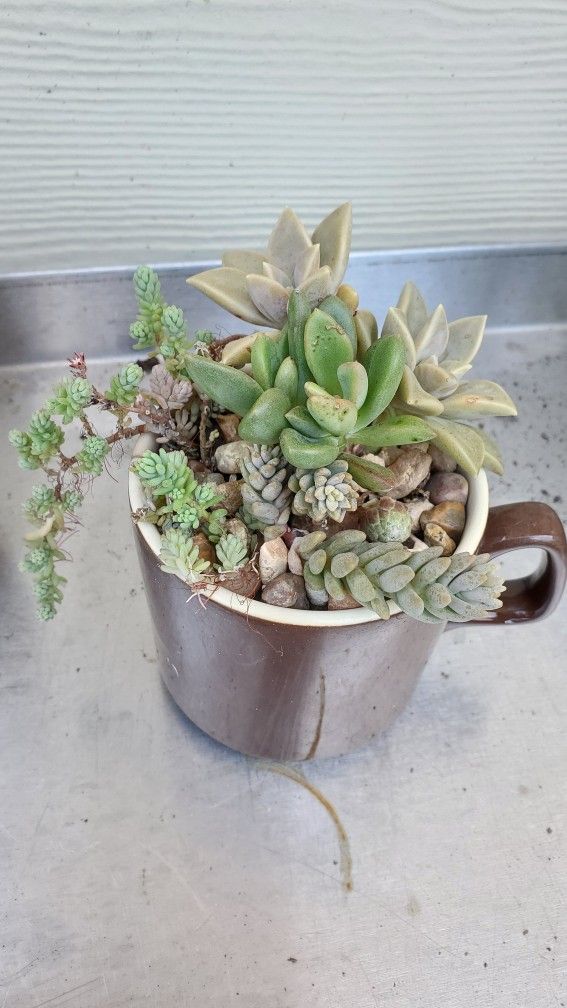 3" Mug with 5 Succulent Variety