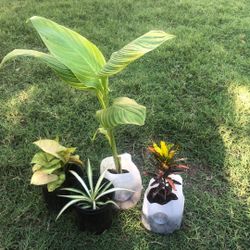 4 Plants To Be Sold Altogether ( See Description For More Details)