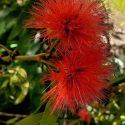 # 29 Red powderpuff Plant 5 gallon 6feet Tall