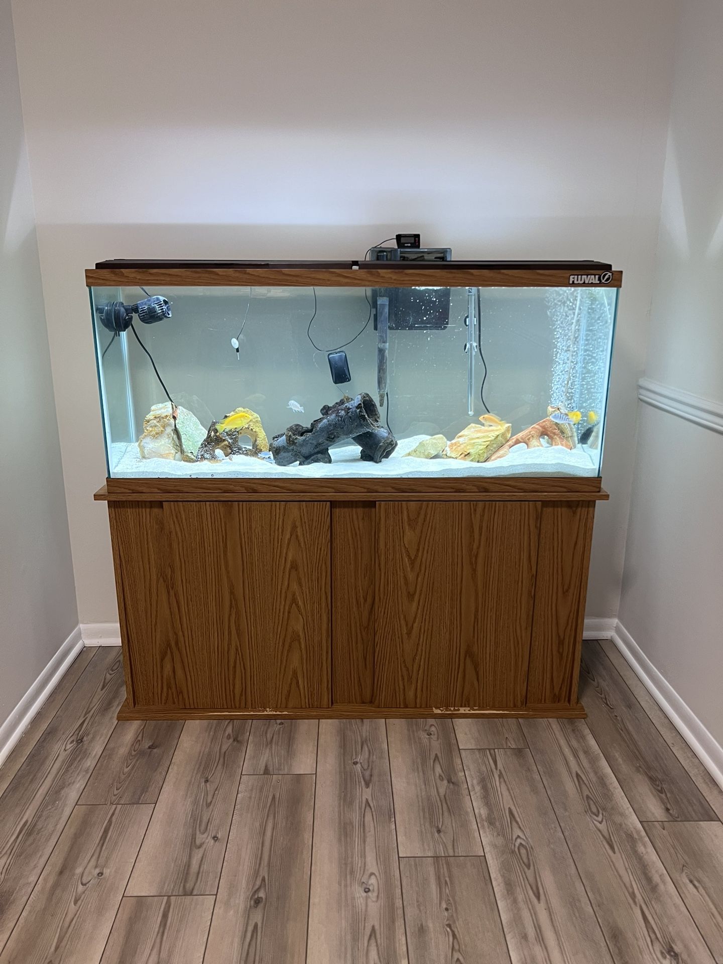 55 Gallon MBUNA Tank