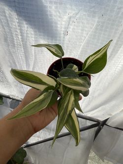 4” philodendron Rio