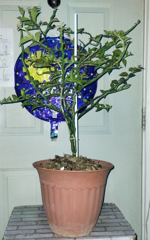 Devil's Backbone Plant..