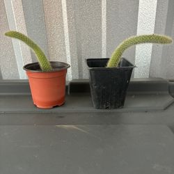 Plantitas Cola De Mono a$10 Cada Una 