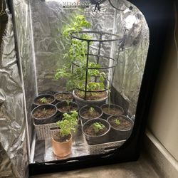 Indoor Grow System