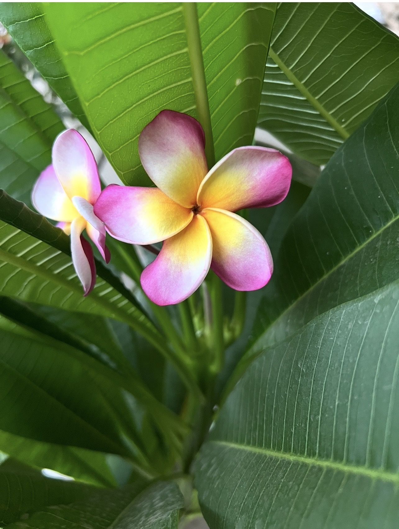 Plumeria Plant In A 1 Gallon Pot Flowers Are From Mother Plant 
