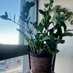 Zenzii House Plant 