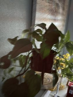Arrow Head Plant 