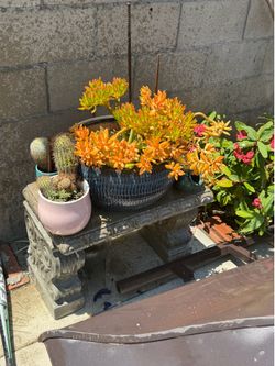Pot