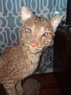Taxidermied Bobcat