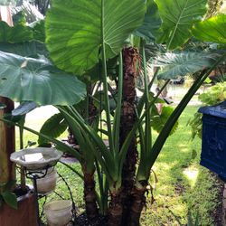 Humongous Elephant Ear plants