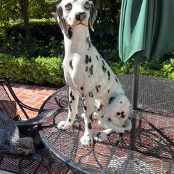 Ceramic Decorative Dalmatian Dog