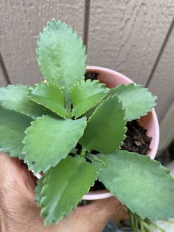 Mother Of Thousands