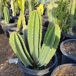 Apple Cactus