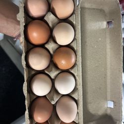 Fresh Eggs