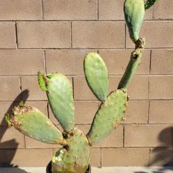 Cactus Plant
