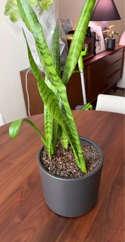 Easyplant - Medium Sized Snake Plant - Self Watering Pot