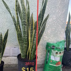 Snake Plant 