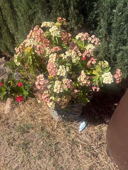 Large Potted Crown of Thorns Plant