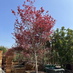 Huge Japanese Maple Bloodgood a