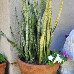Large Snake Plant with Impatient flowers in a Large Terra Cotta Pot