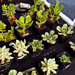 Succulents 