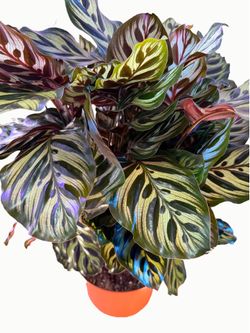 Blooming / XL Peacock Calathea - 7.5inch PET SAFE