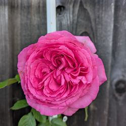 Eden Climbing Rose