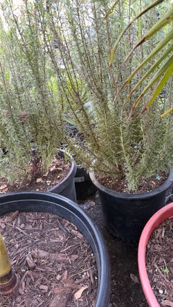 Romero plant