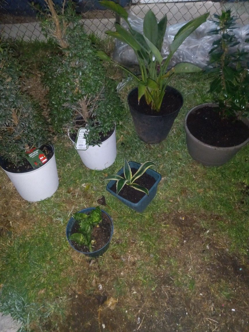 6 Live Potted Plants