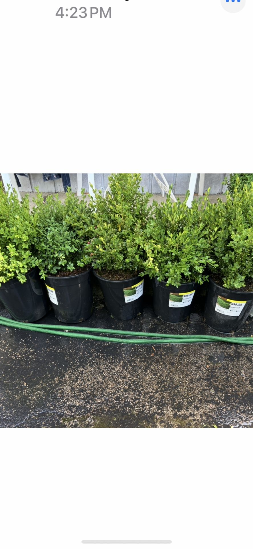 BOXWOOD PLANTS