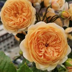 Rare European, Japan rose plants : Crown Princess Margareta  