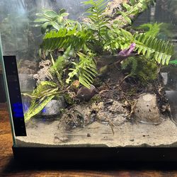 12x12x12 bioactive paludarium
