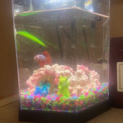 Beta Fish Tank