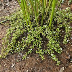 Fresh Indian Cardamom  “ Queen Of Spices “