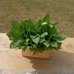 Hostas plants