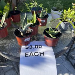Plant Sale & Golf Balls Sale - Saturday 8am To 11am - Eagle Ridge 