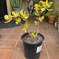 Sunset Jade Succulent Plant