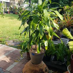 3 Feet tall double Dracaena $20.