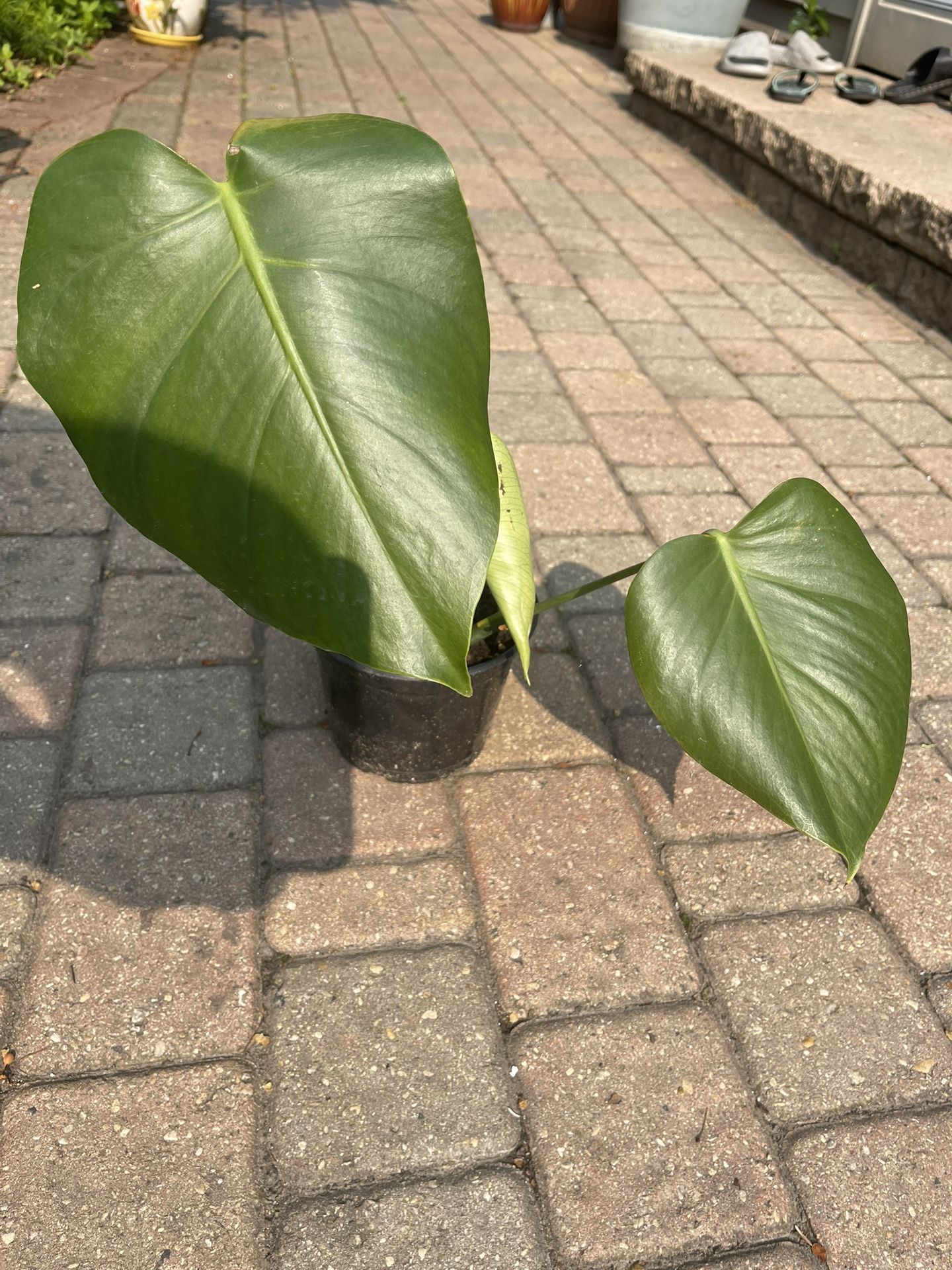 Monstera deliciosa plant